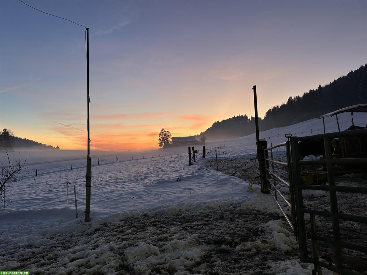 Bild 8: Offenstallplatz frei in Wallach- & Ponygruppe, Hittnau ZH