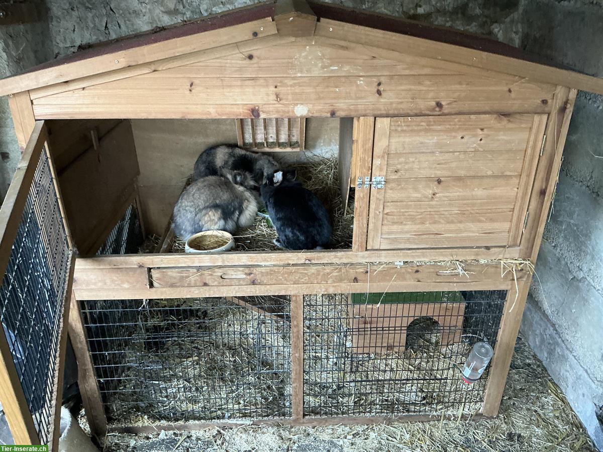 Bild 2: Nagerstall Anna XL günstig zu verkaufen