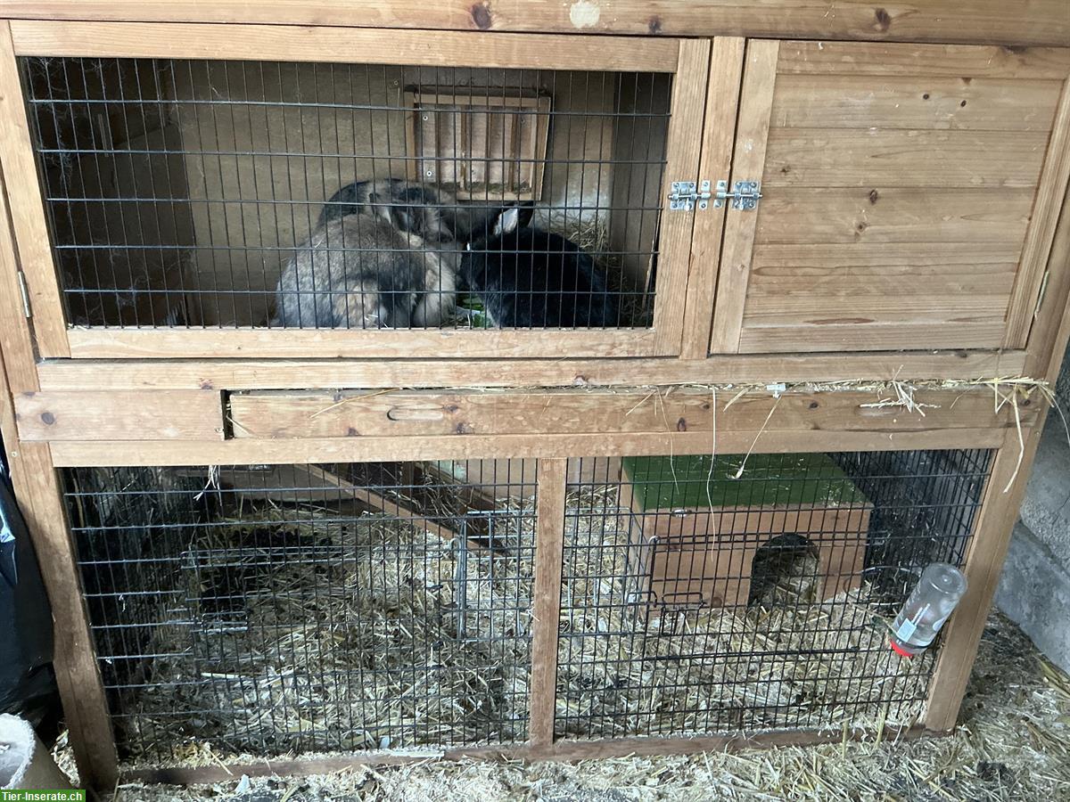 Bild 3: Nagerstall Anna XL günstig zu verkaufen