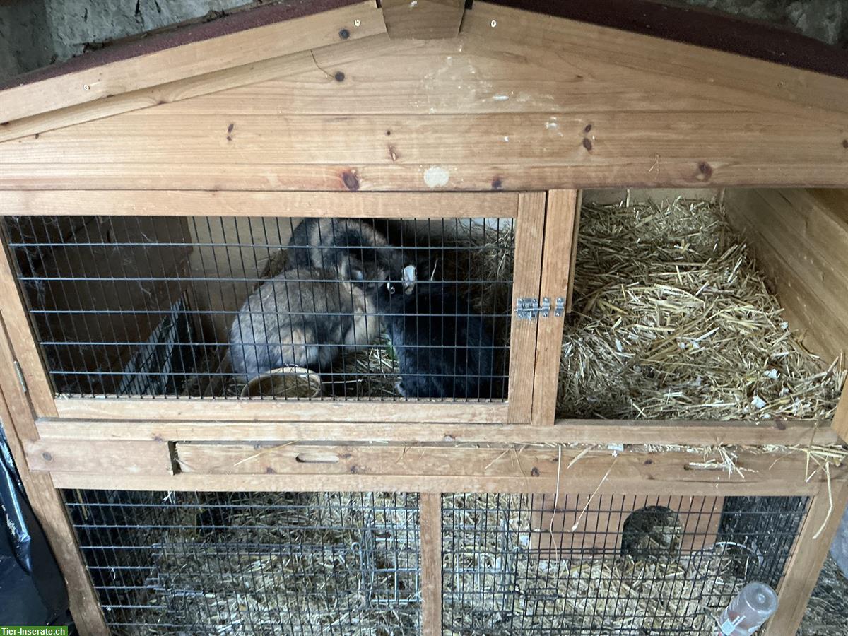 Bild 5: Nagerstall Anna XL günstig zu verkaufen