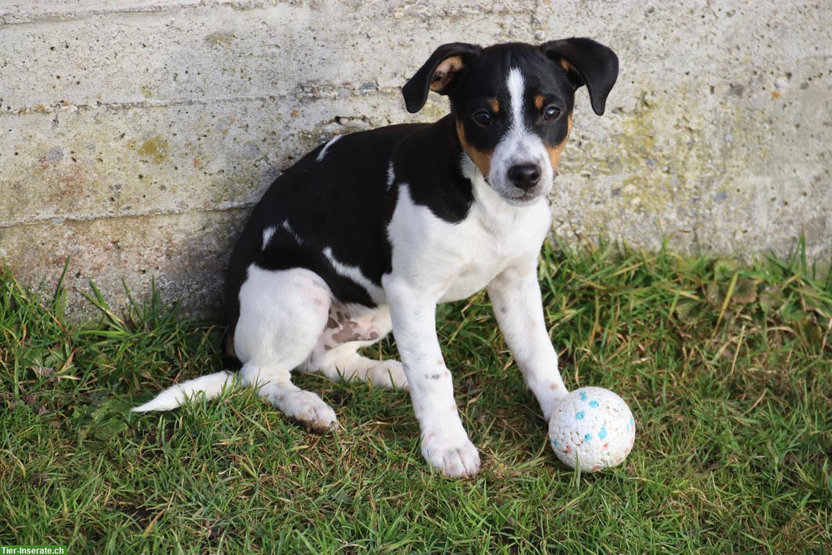 Parson Jack Russell Terrier Rüde