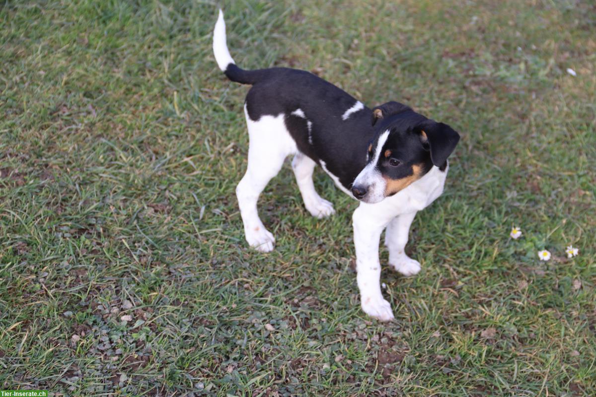 Bild 3: Parson Jack Russell Terrier Rüde