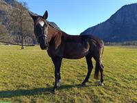 Tschechischer Warmblut Wallach zu verkaufen, geritten und gefahren