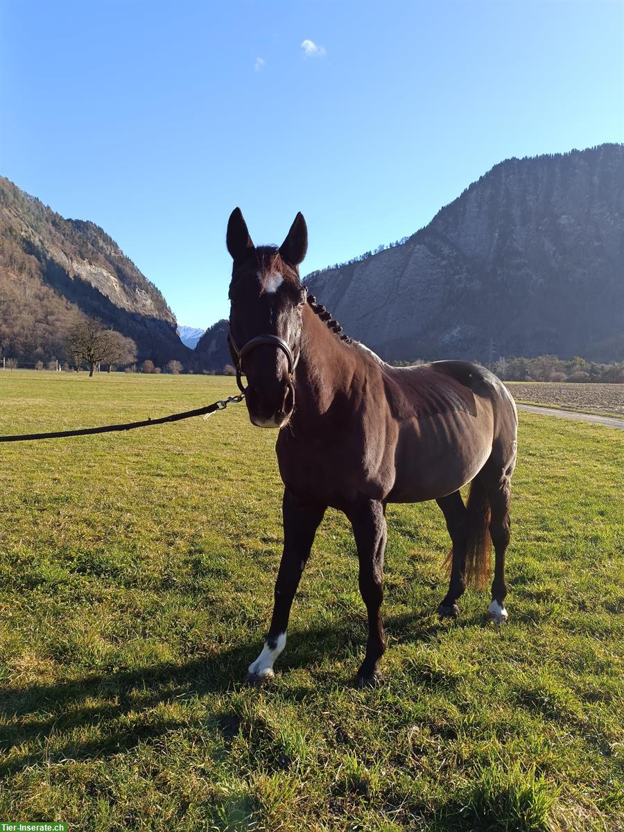 Bild 2: Tschechischer Warmblut Wallach zu verkaufen, geritten und gefahren