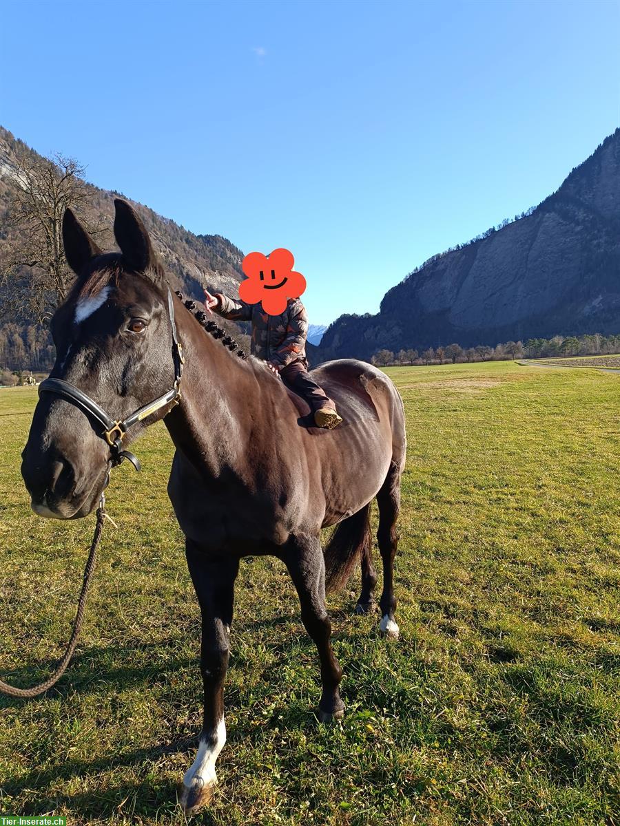 Bild 3: Tschechischer Warmblut Wallach zu verkaufen, geritten und gefahren