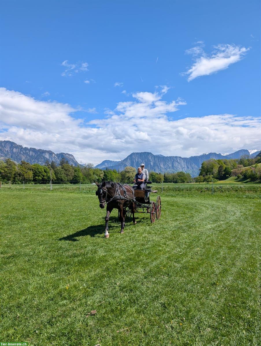 Bild 4: Tschechischer Warmblut Wallach zu verkaufen, geritten und gefahren