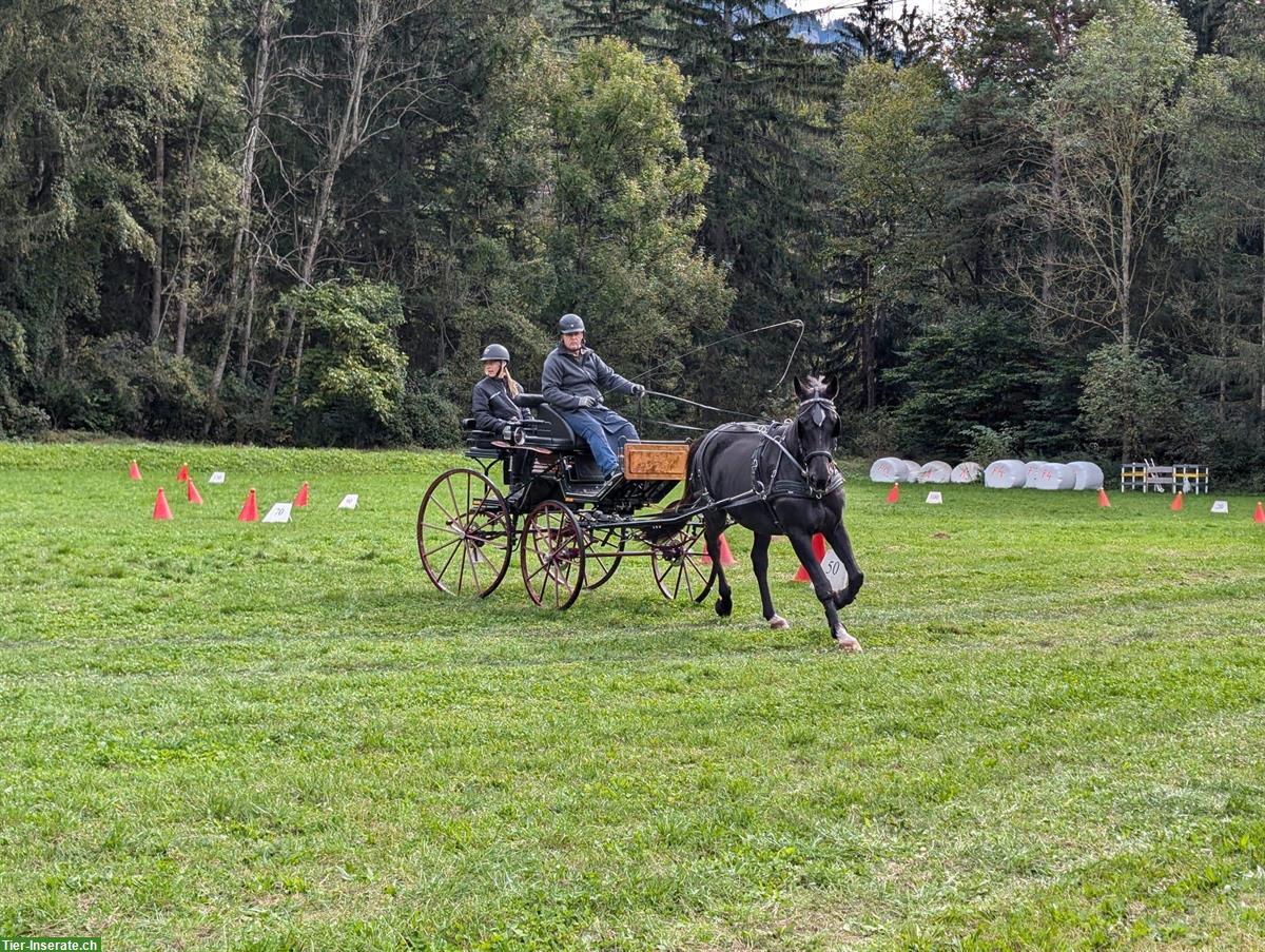 Bild 5: Tschechischer Warmblut Wallach zu verkaufen, geritten und gefahren