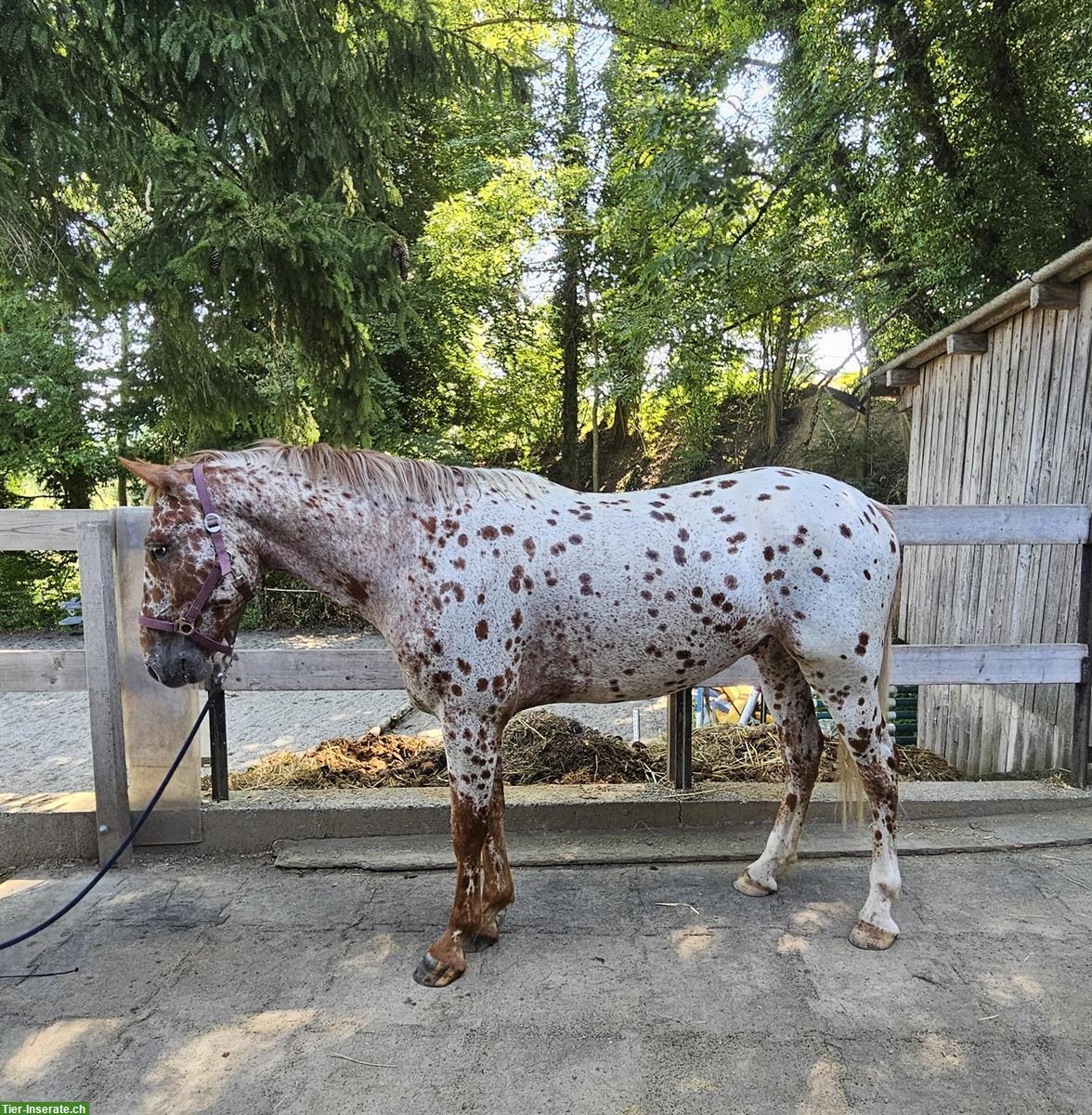 Knabstrupper Tigerschecke (2021) zu verkaufen