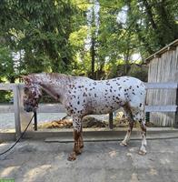 Knabstrupper Tigerschecke (2021) zu verkaufen