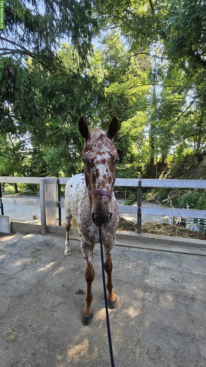 Bild 2: Knabstrupper Tigerschecke (2021) zu verkaufen