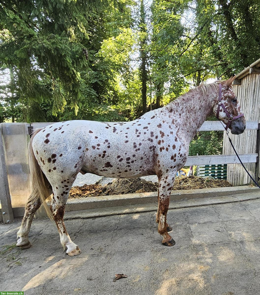 Bild 3: Knabstrupper Tigerschecke (2021) zu verkaufen