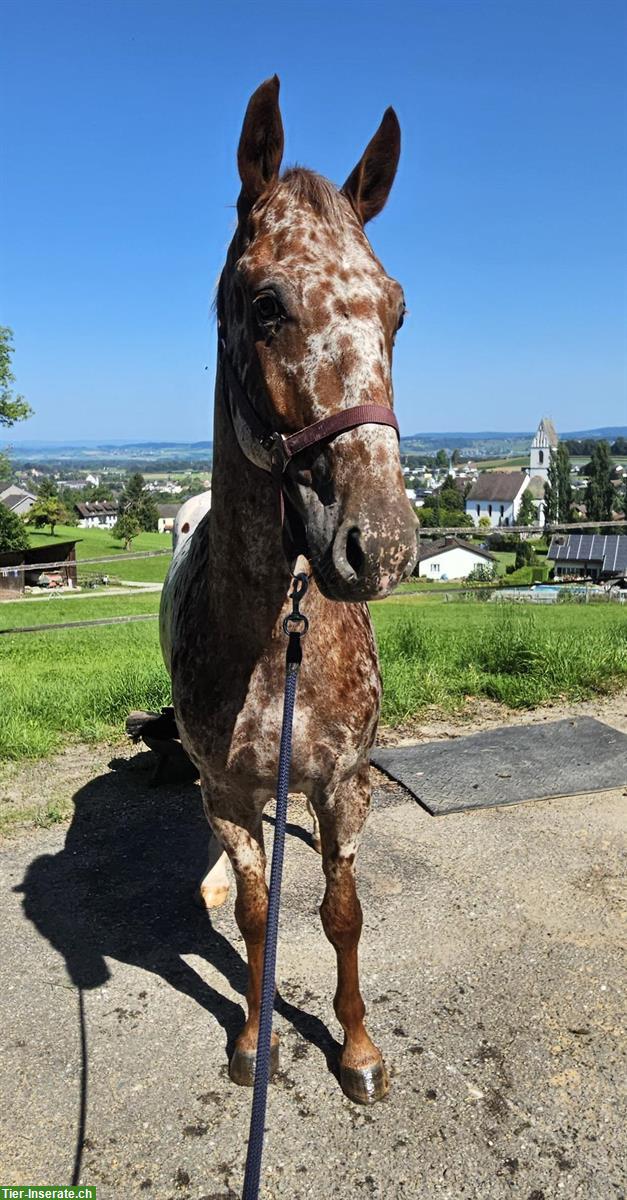 Bild 4: Knabstrupper Tigerschecke (2021) zu verkaufen