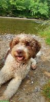 Lagotto Romagnolo Rüde sucht neues liebevolles Zuhause