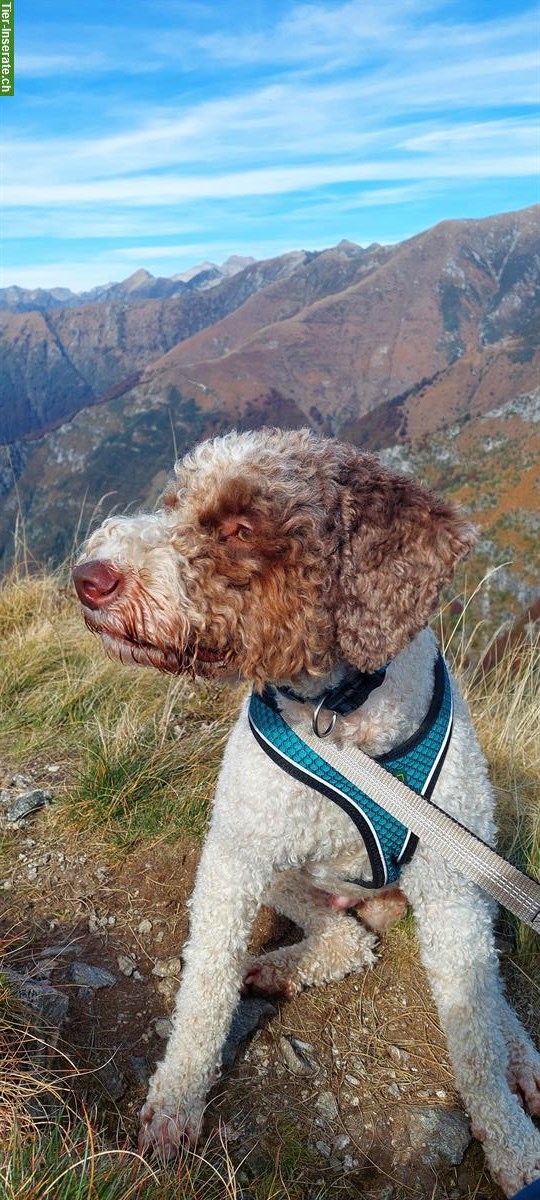 Bild 2: Lagotto Romagnolo Rüde sucht neues liebevolles Zuhause