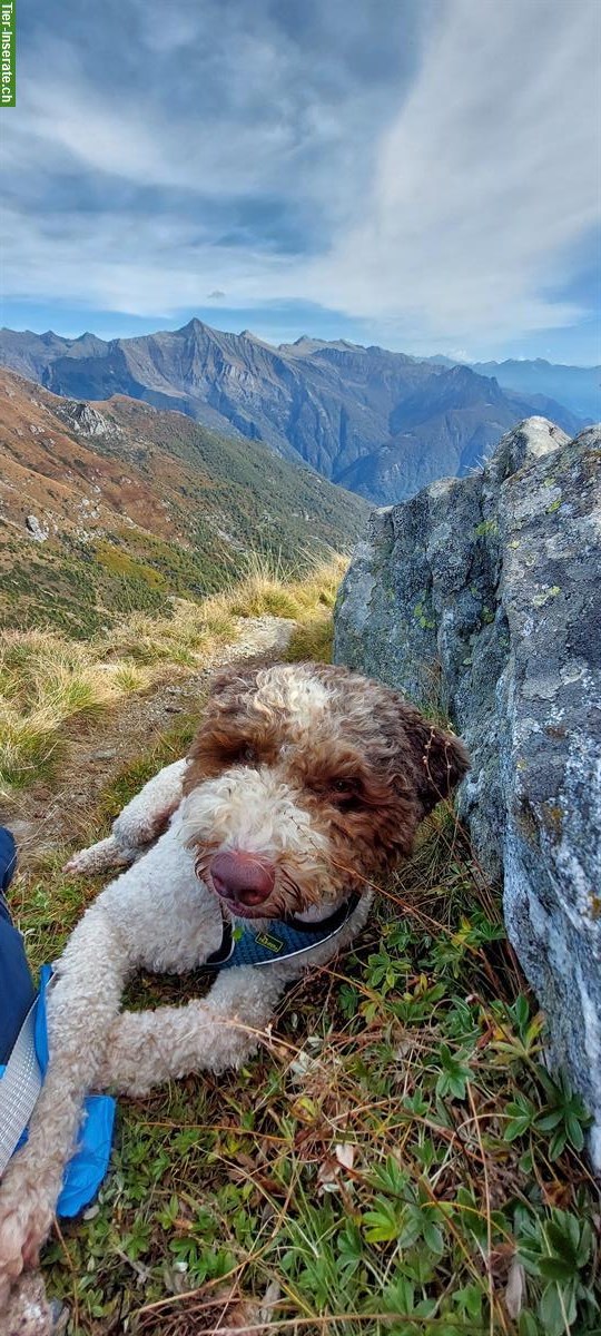 Bild 3: Lagotto Romagnolo Rüde sucht neues liebevolles Zuhause