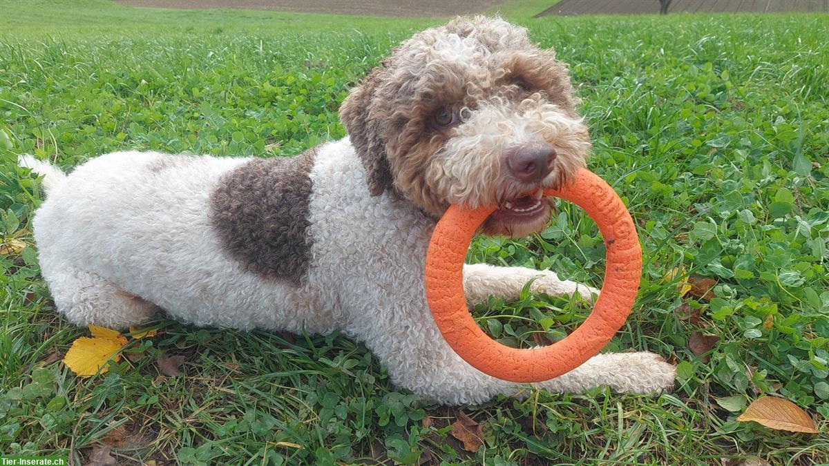 Bild 4: Lagotto Romagnolo Rüde sucht neues liebevolles Zuhause