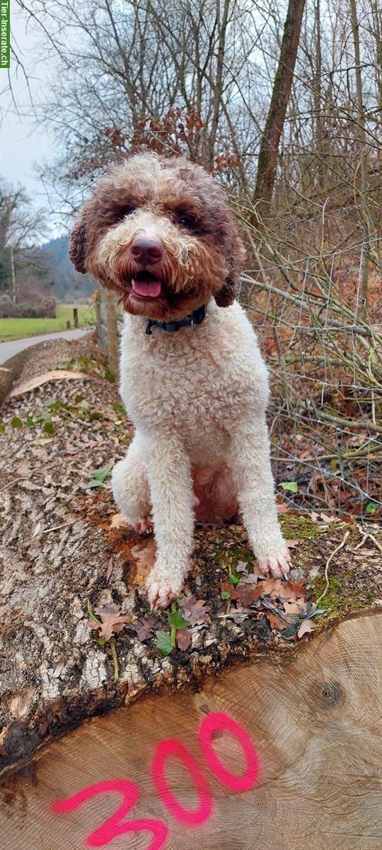 Bild 5: Lagotto Romagnolo Rüde sucht neues liebevolles Zuhause