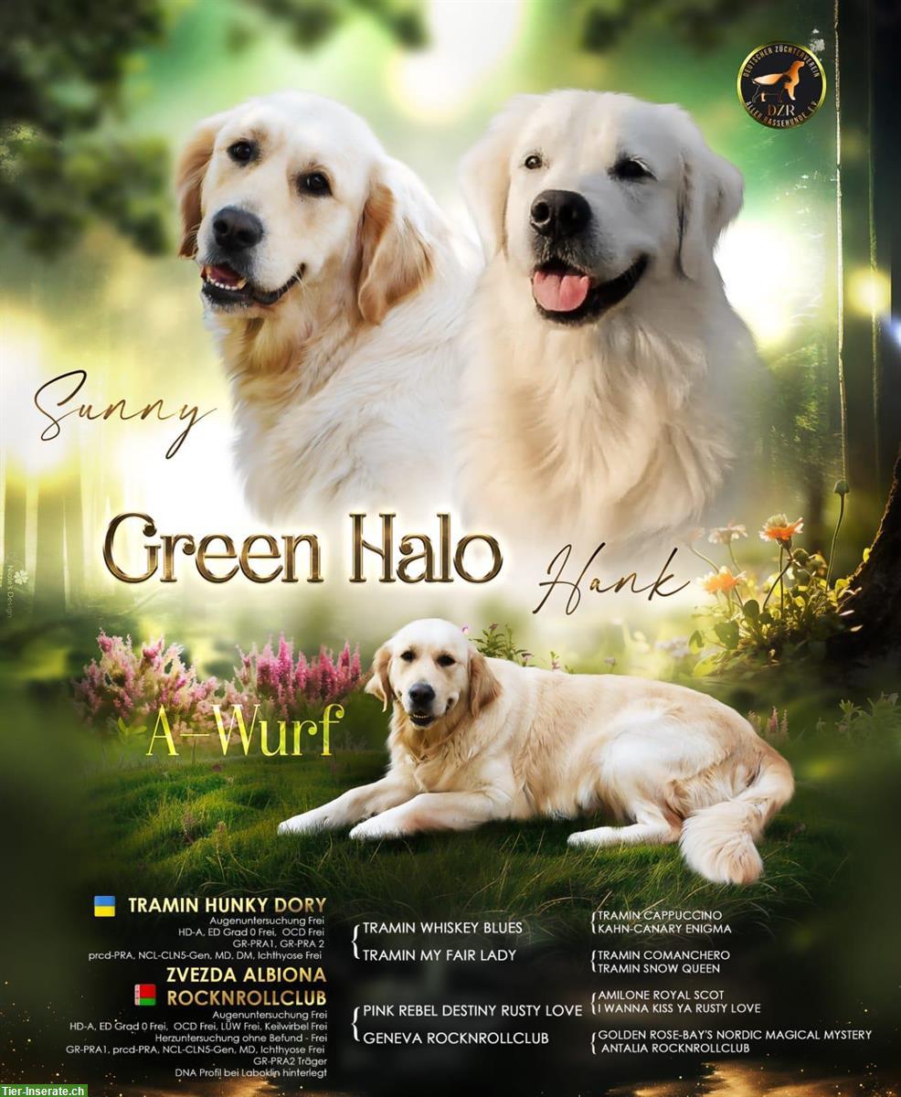Golden Retriever Junghund Iron sucht neues Zuhause