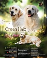 Golden Retriever Junghund Iron sucht neues Zuhause