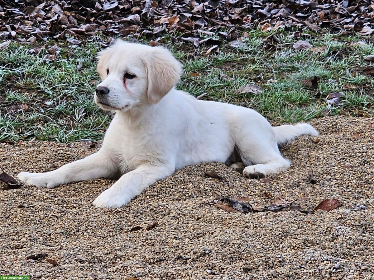 Bild 2: Golden Retriever Junghund Iron sucht neues Zuhause
