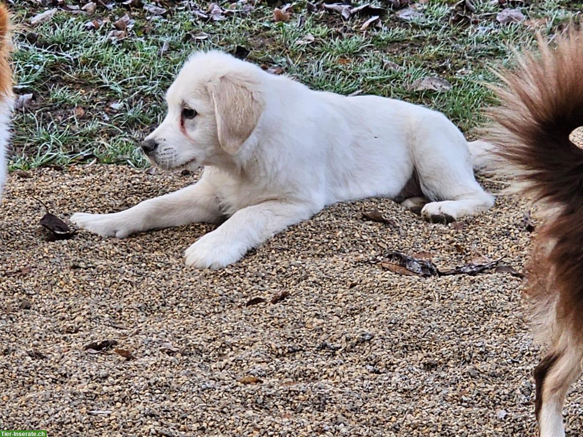 Bild 3: Golden Retriever Junghund Iron sucht neues Zuhause