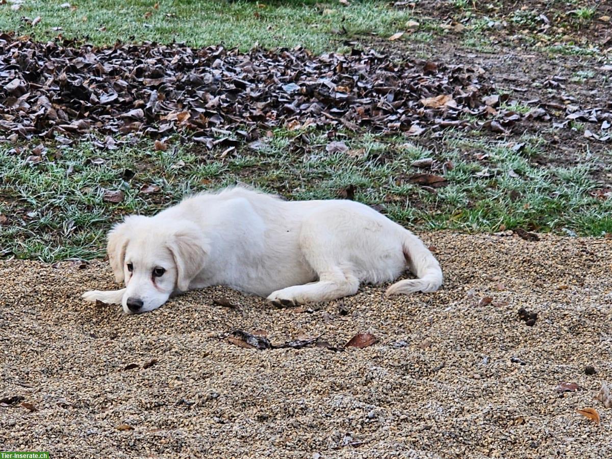 Bild 4: Golden Retriever Junghund Iron sucht neues Zuhause