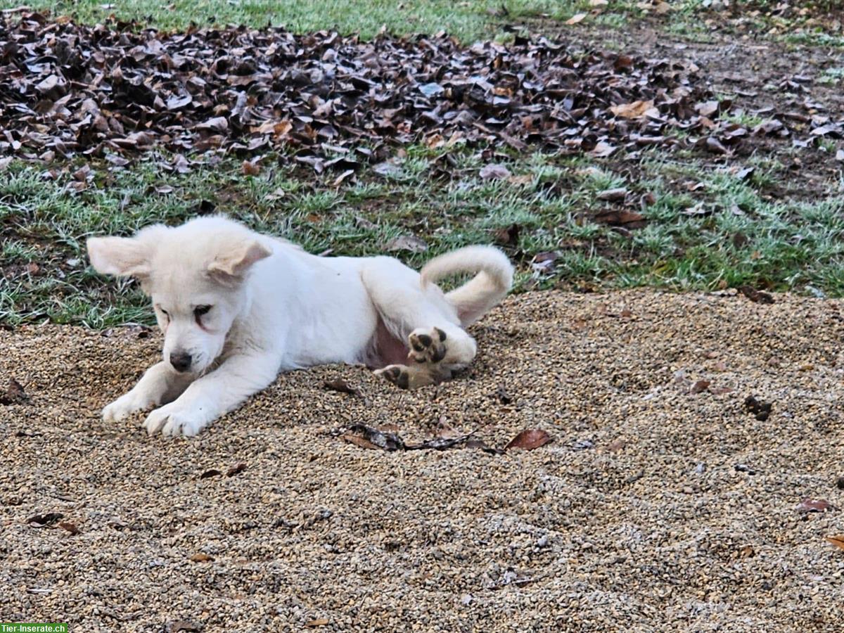 Bild 5: Golden Retriever Junghund Iron sucht neues Zuhause