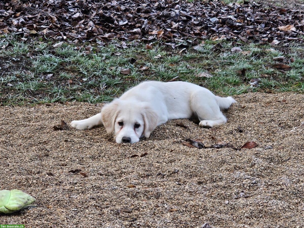 Bild 6: Golden Retriever Junghund Iron sucht neues Zuhause