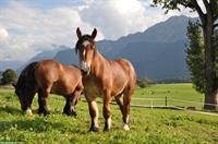 Ganz spezieller Ardenner sucht seinen Lebensplatz