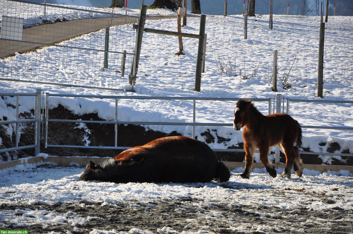 Bild 2: Ganz spezieller Ardenner sucht seinen Lebensplatz