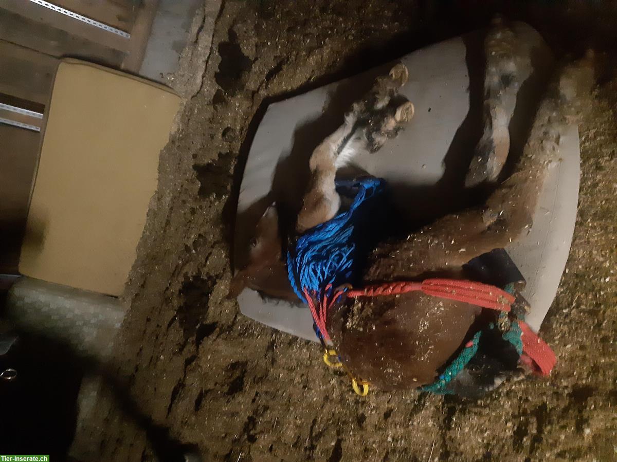 Bild 3: Ganz spezieller Ardenner sucht seinen Lebensplatz