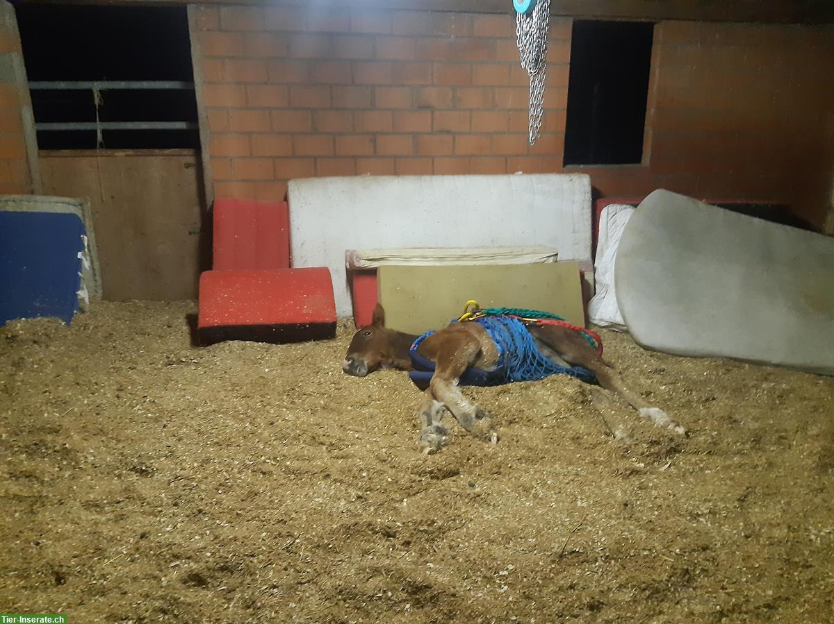 Bild 4: Ganz spezieller Ardenner sucht seinen Lebensplatz