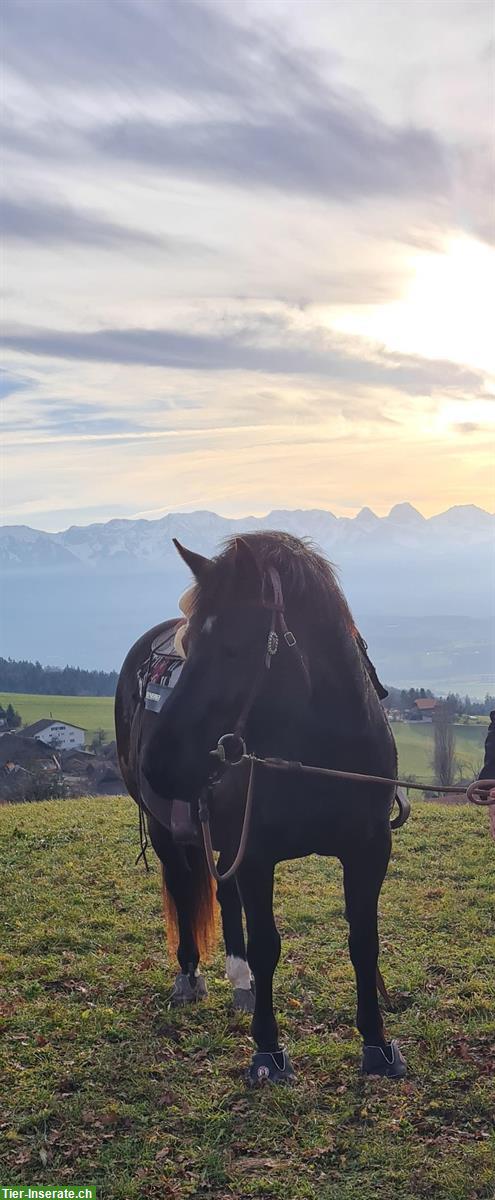 Equine Fusion Active Jogging Shoe, Gr. 14 Slim & 13 Normal