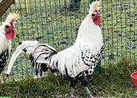 Appenzeller Spitzhauben Hähne, silber-schwarz getupft