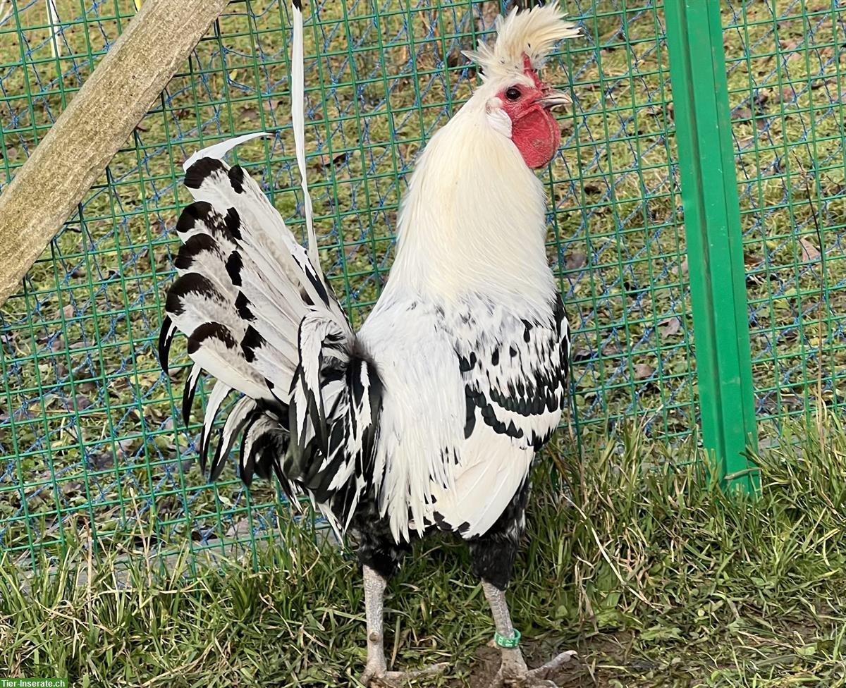 Bild 2: Appenzeller Spitzhauben Hähne, silber-schwarz getupft