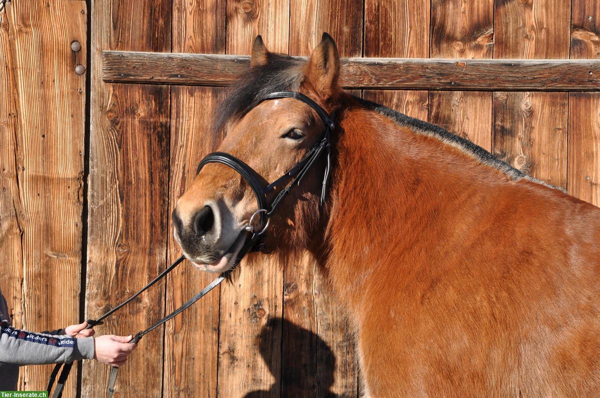 Ardenner Zuchtstute Mona such ihren Menschen