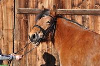 Ardenner Zuchtstute Mona such ihren Menschen