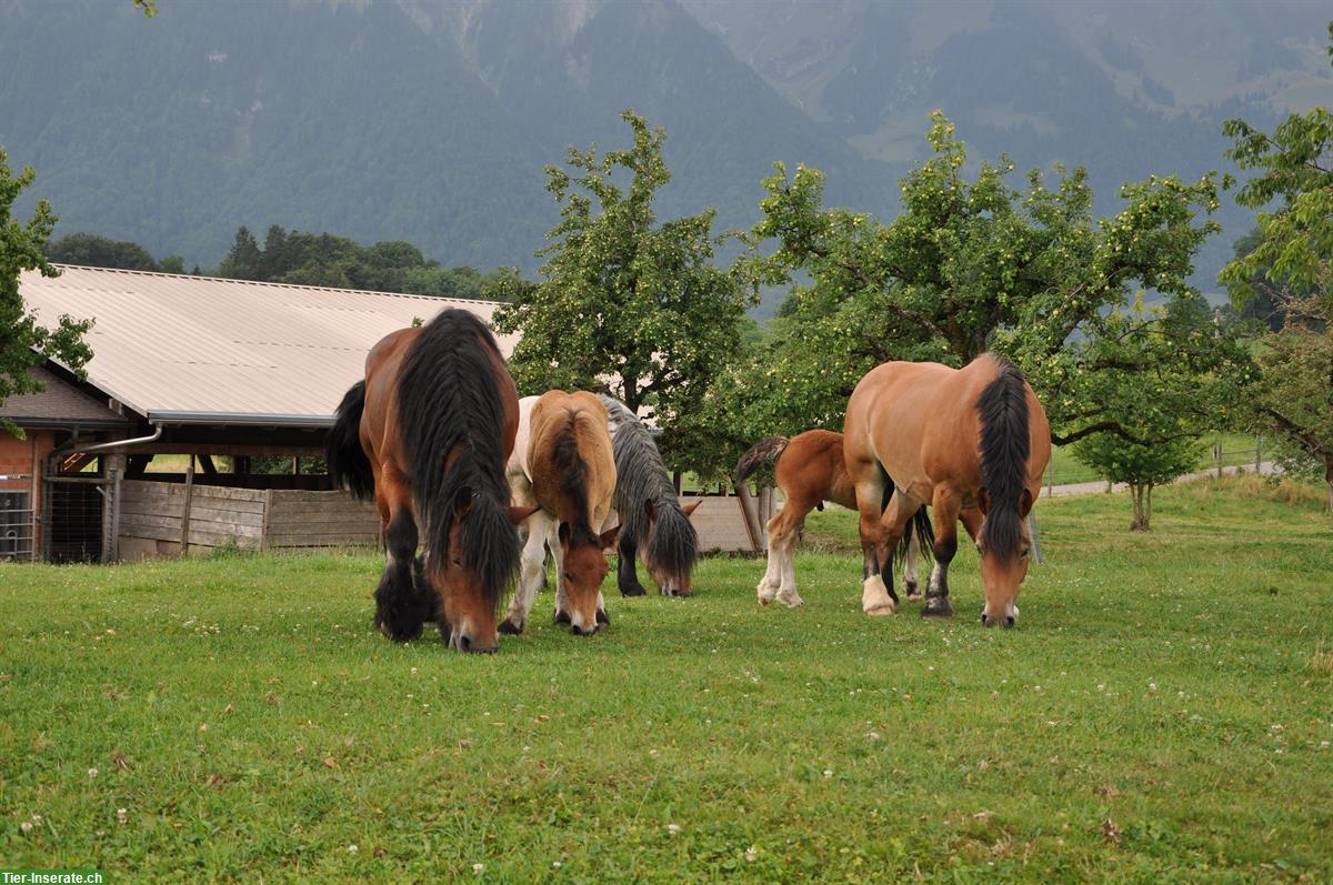 Bild 2: Ardenner Zuchtstute Mona such ihren Menschen