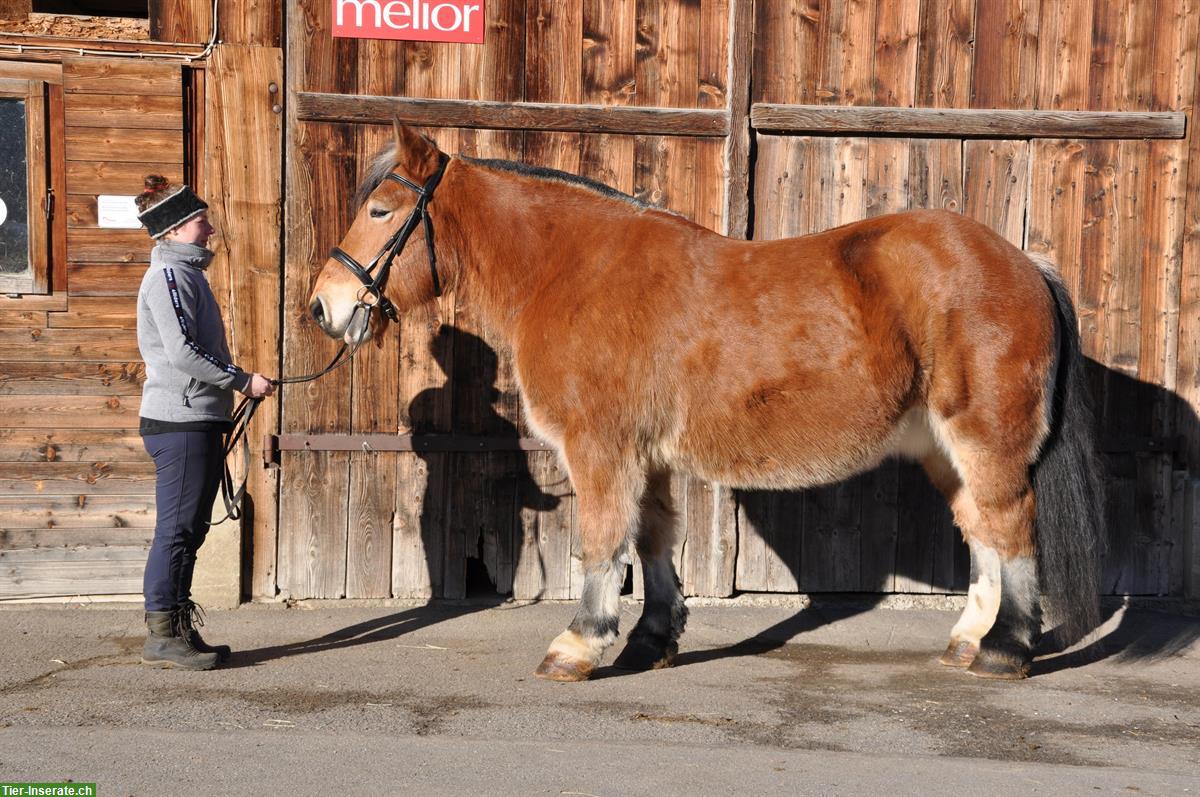 Bild 3: Ardenner Zuchtstute Mona such ihren Menschen