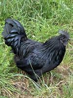 Ayam Cemani Rooster