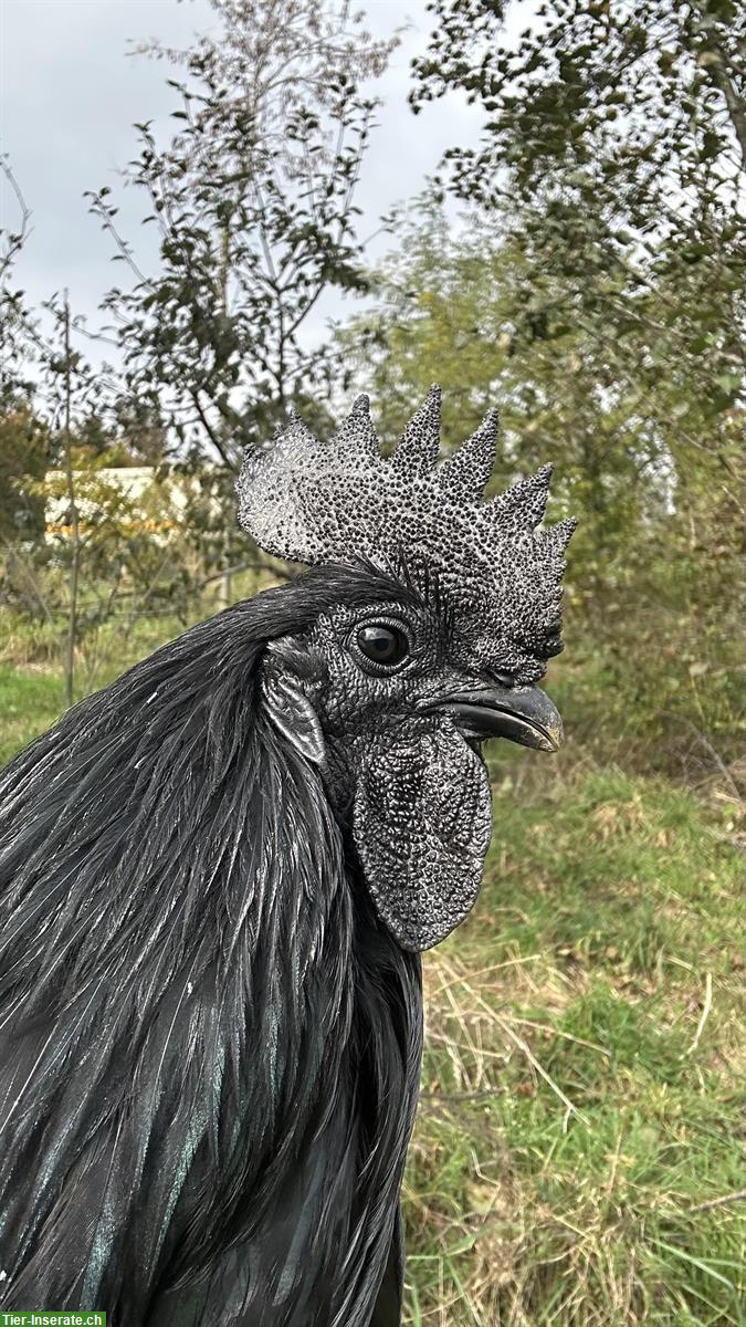 Bild 2: Ayam Cemani Rooster