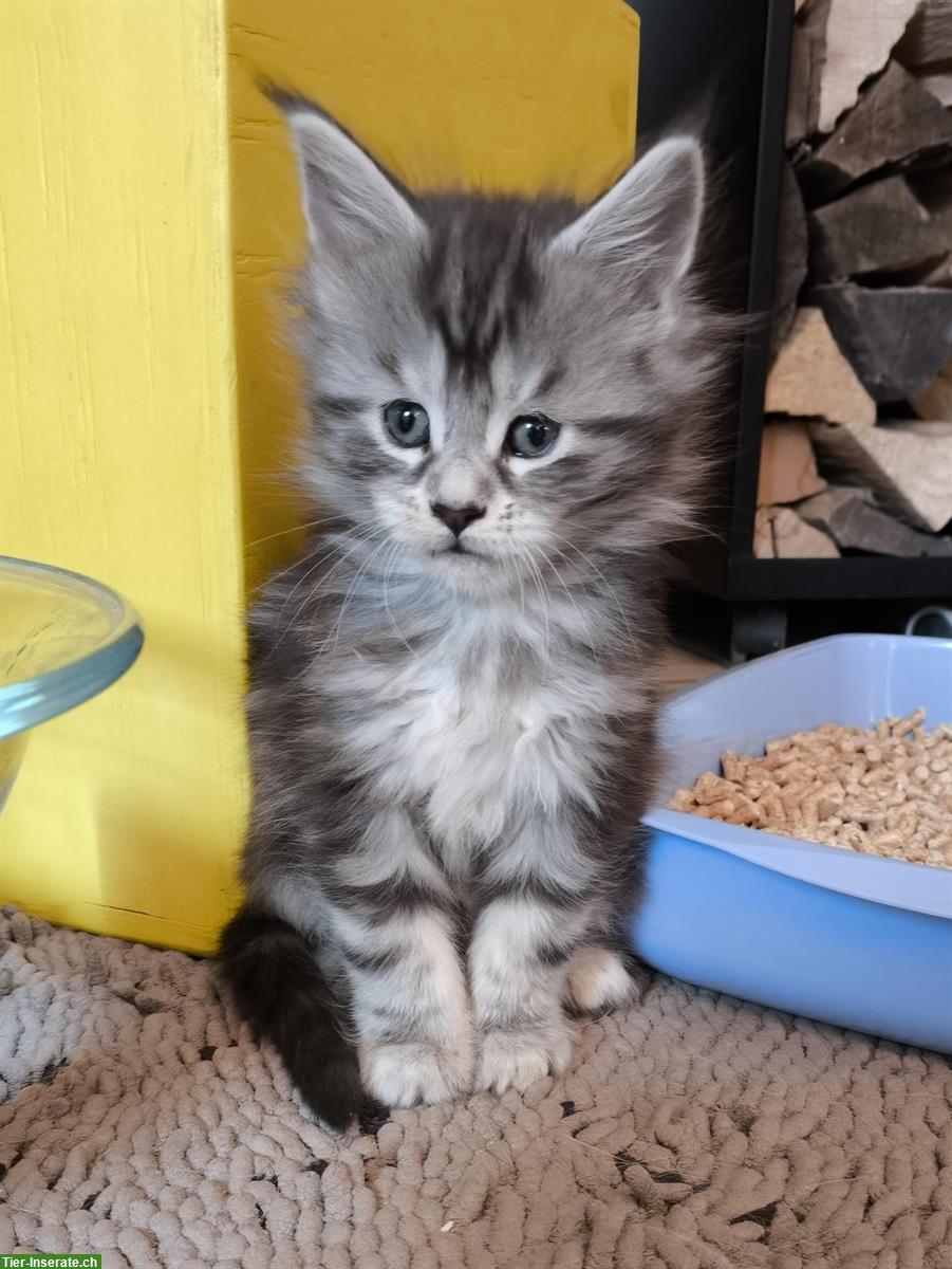Reinrassiges Maine Coon Kitten Mädchen