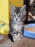 Reinrassige Maine Coon Kitten Mädchen