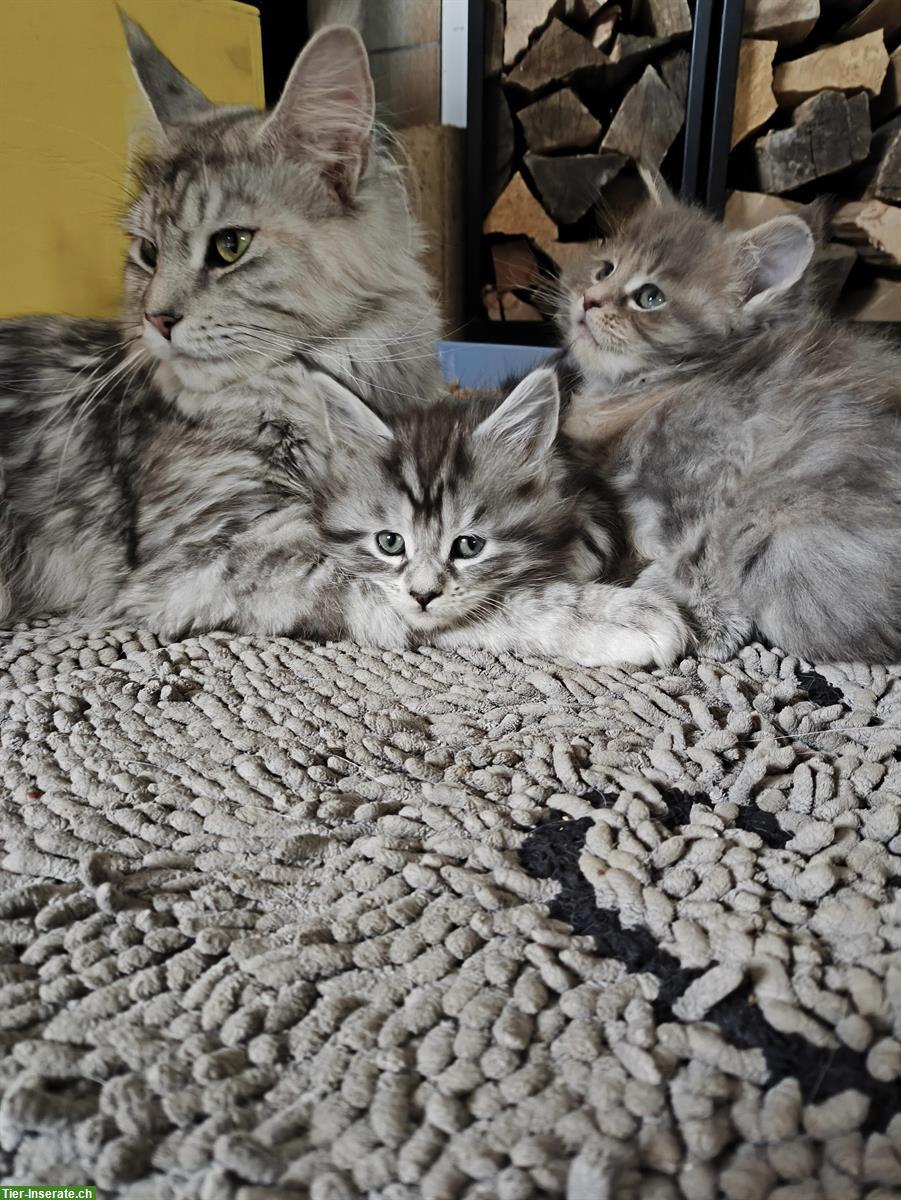 Bild 2: Reinrassiges Maine Coon Kitten Mädchen