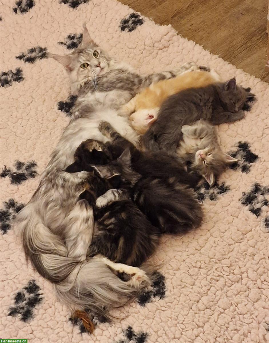 Bild 3: Reinrassiges Maine Coon Kitten Mädchen