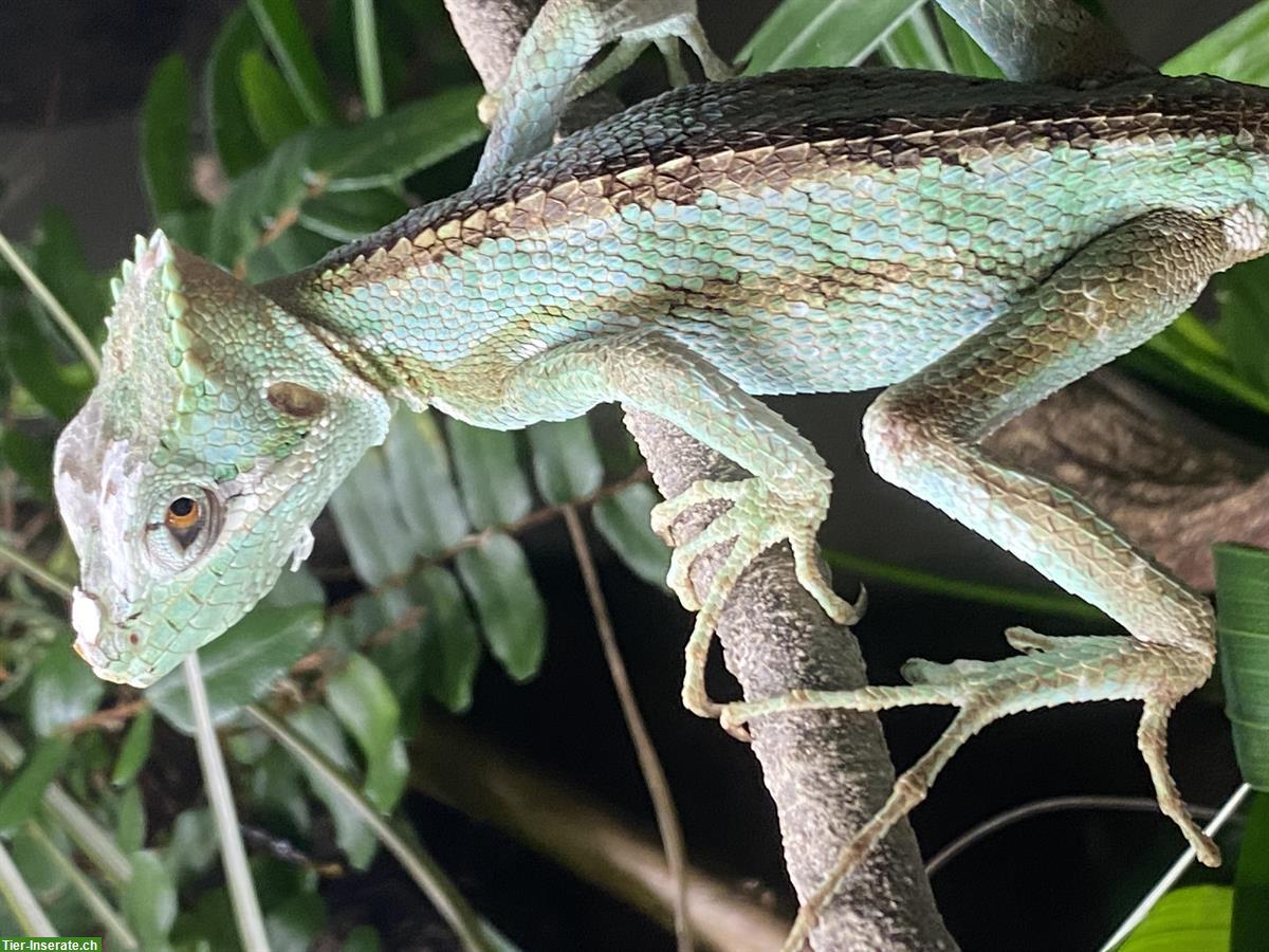 1.0 Laemanctus serratus gesucht