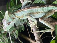 1.0 Laemanctus serratus gesucht