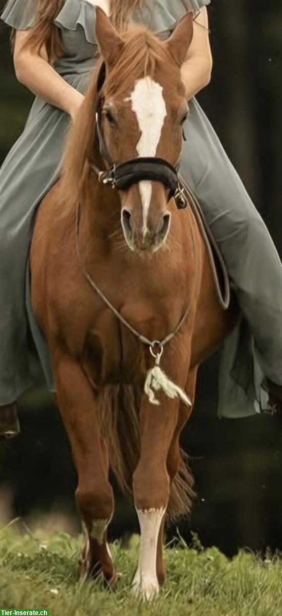 Mangalarga Marchador Wallach, 19-jährig