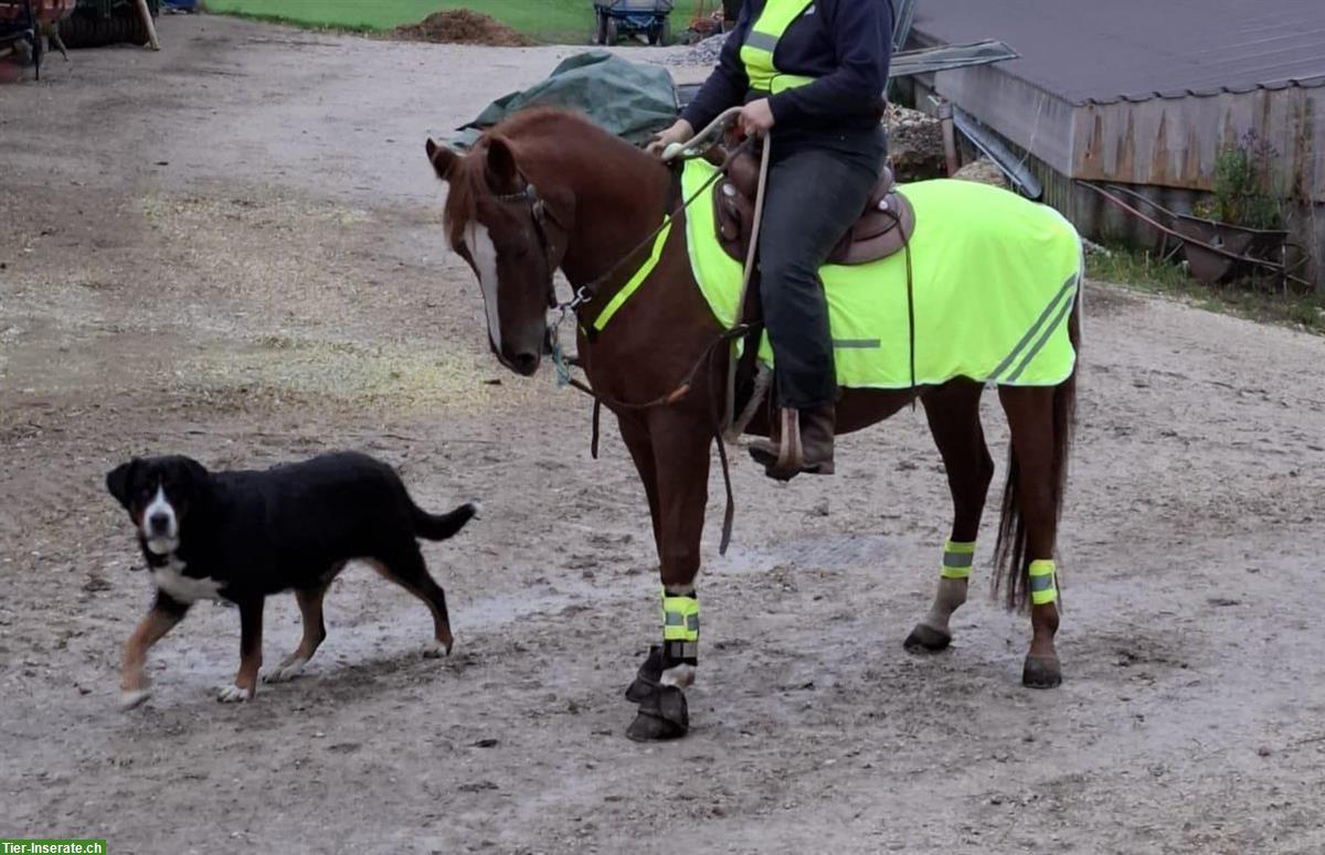 Bild 2: Mangalarga Marchador Wallach, 19-jährig