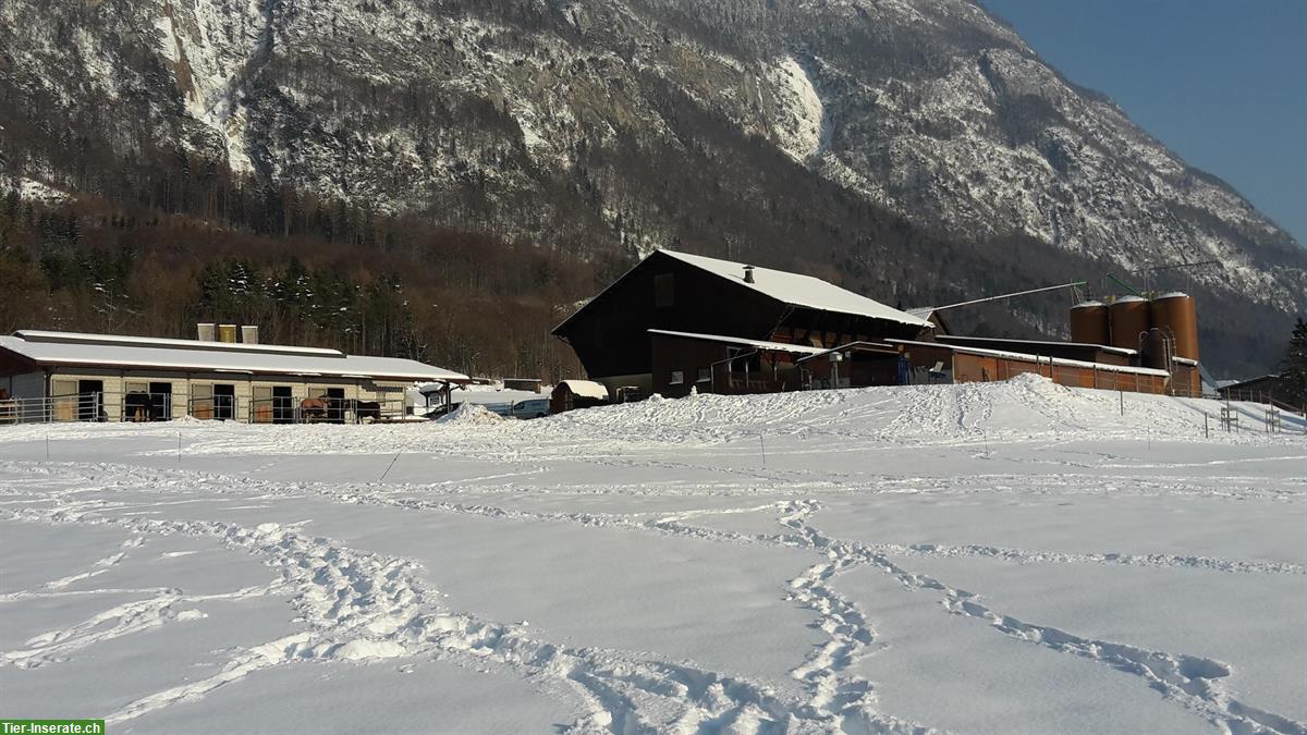 Vielseitiger Bauernhof bietet Praktikum oder Lehrstelle